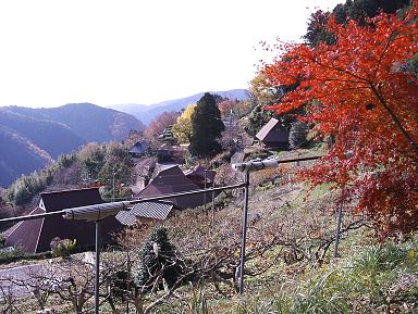 雑記＿串柿で有名な和歌山の四郷へ行って来ました_a0038933_193184.jpg