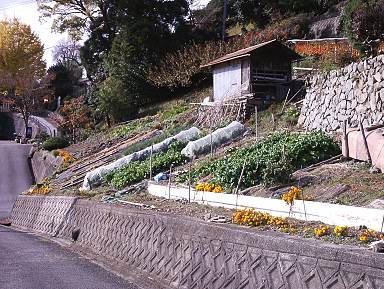 雑記＿串柿で有名な和歌山の四郷へ行って来ました_a0038933_19324671.jpg