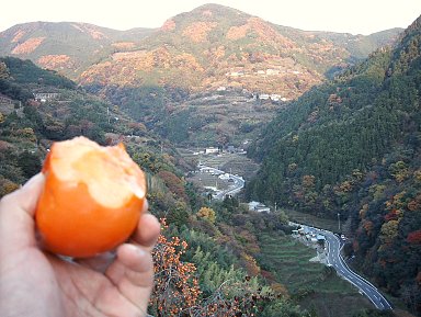 雑記＿串柿で有名な和歌山の四郷へ行って来ました_a0038933_1952996.jpg