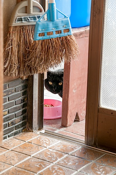 野良猫の去勢、避妊 (今でしょ)_d0073743_216843.jpg