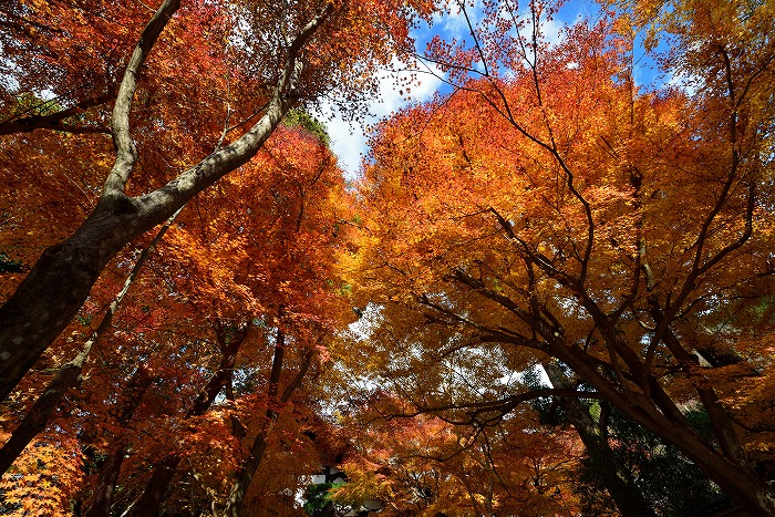 京都　龍安寺_a0115050_22423432.jpg