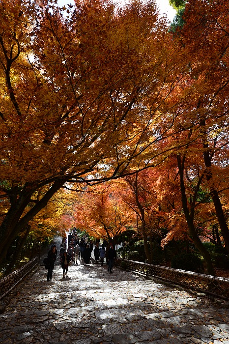 京都　龍安寺_a0115050_2242422.jpg