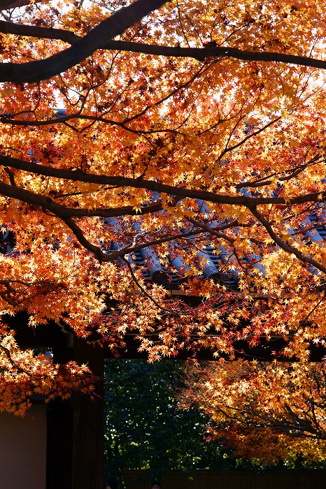 京都　龍安寺_a0115050_22441179.jpg