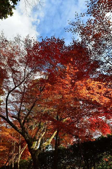 京都　光明寺_a0115050_22474118.jpg