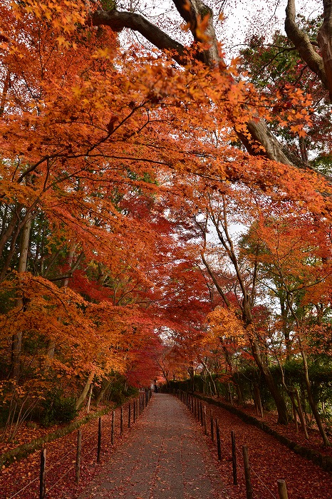 京都　光明寺_a0115050_22485135.jpg