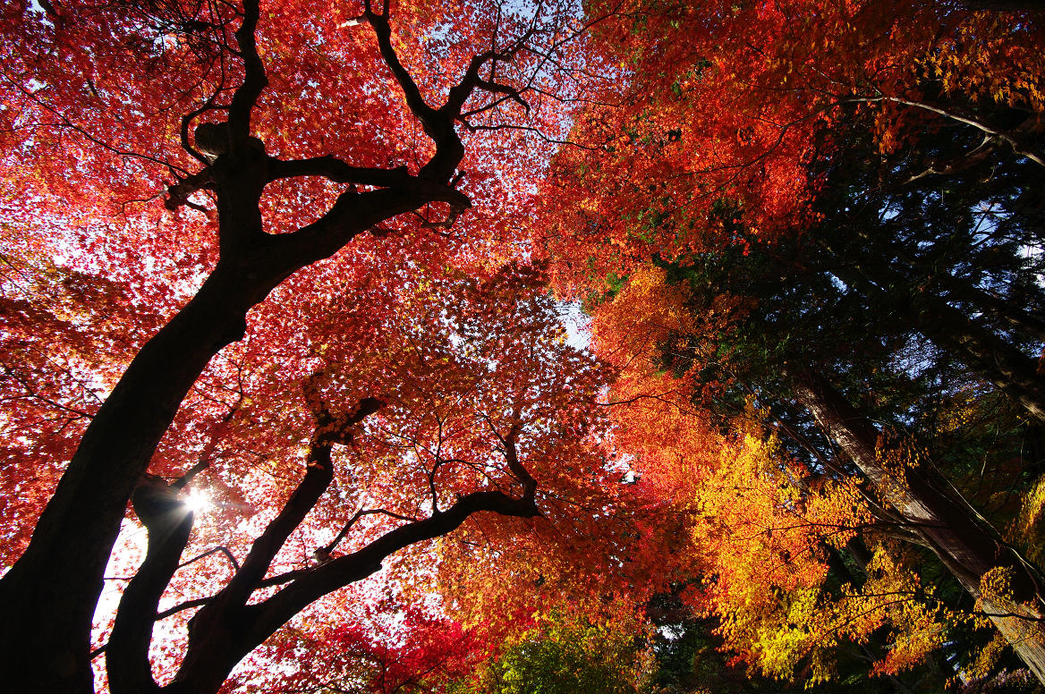 京都の紅葉 2013　〜○○寺〜_f0152550_21461437.jpg