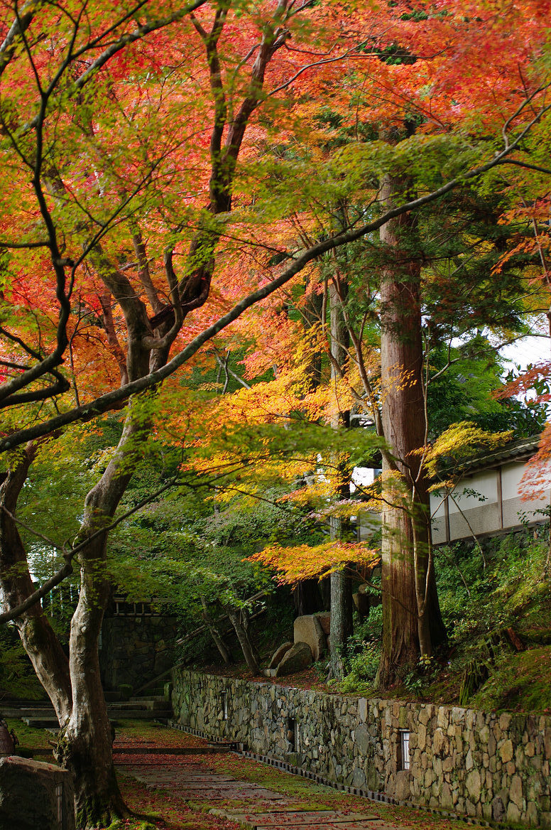 京都の紅葉 2013　〜○○寺〜_f0152550_2146178.jpg