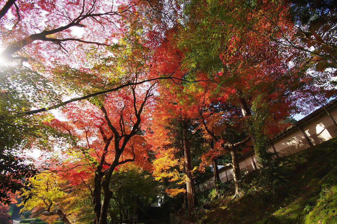 京都の紅葉 2013　〜○○寺〜_f0152550_21463887.jpg