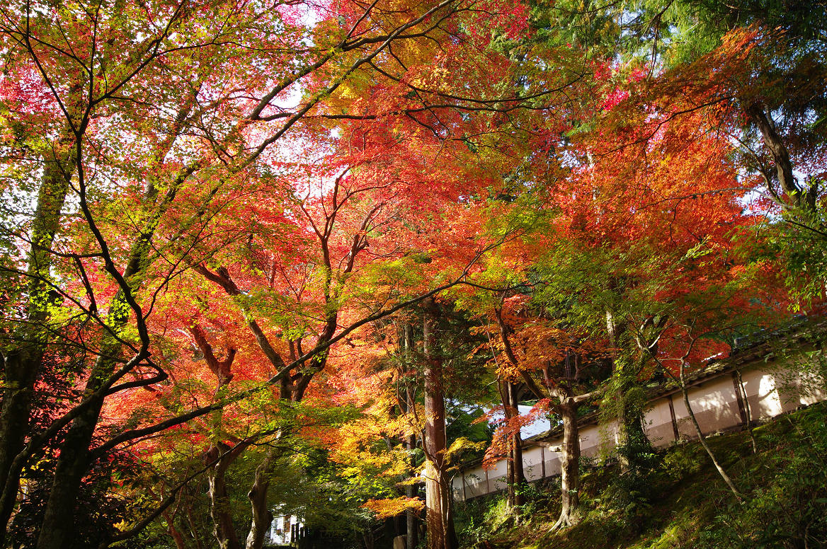 京都の紅葉 2013　〜○○寺〜_f0152550_21465281.jpg