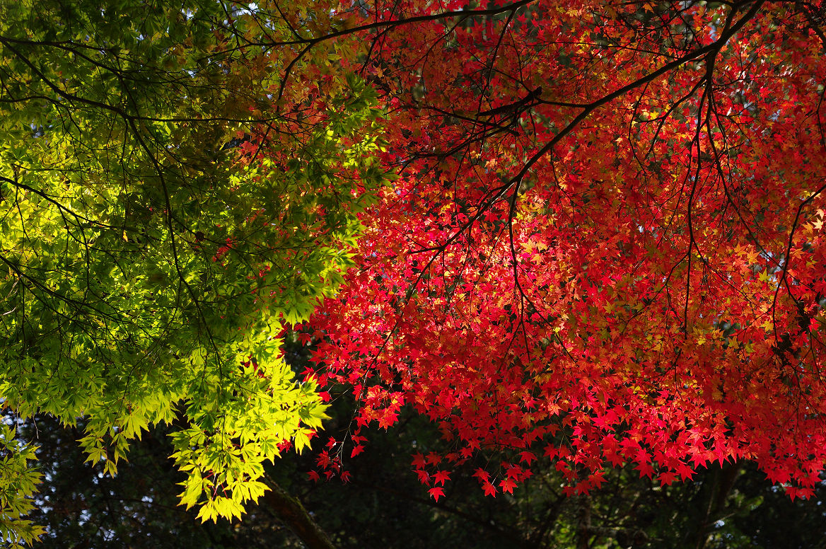 京都の紅葉 2013　〜○○寺〜_f0152550_21472093.jpg