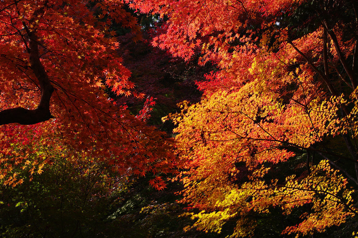 京都の紅葉 2013　〜○○寺〜_f0152550_21473496.jpg