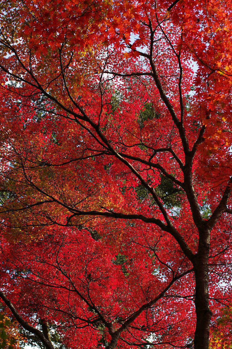 京都の紅葉 2013　〜○○寺〜_f0152550_21474966.jpg