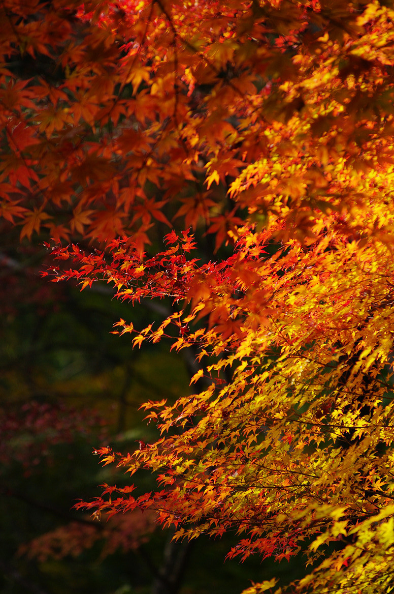 京都の紅葉 2013　〜○○寺〜_f0152550_21481522.jpg