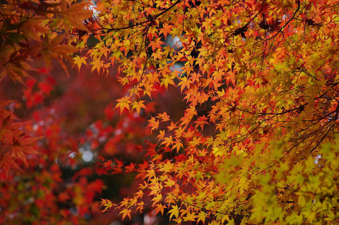 京都の紅葉 2013　〜○○寺〜_f0152550_214827.jpg