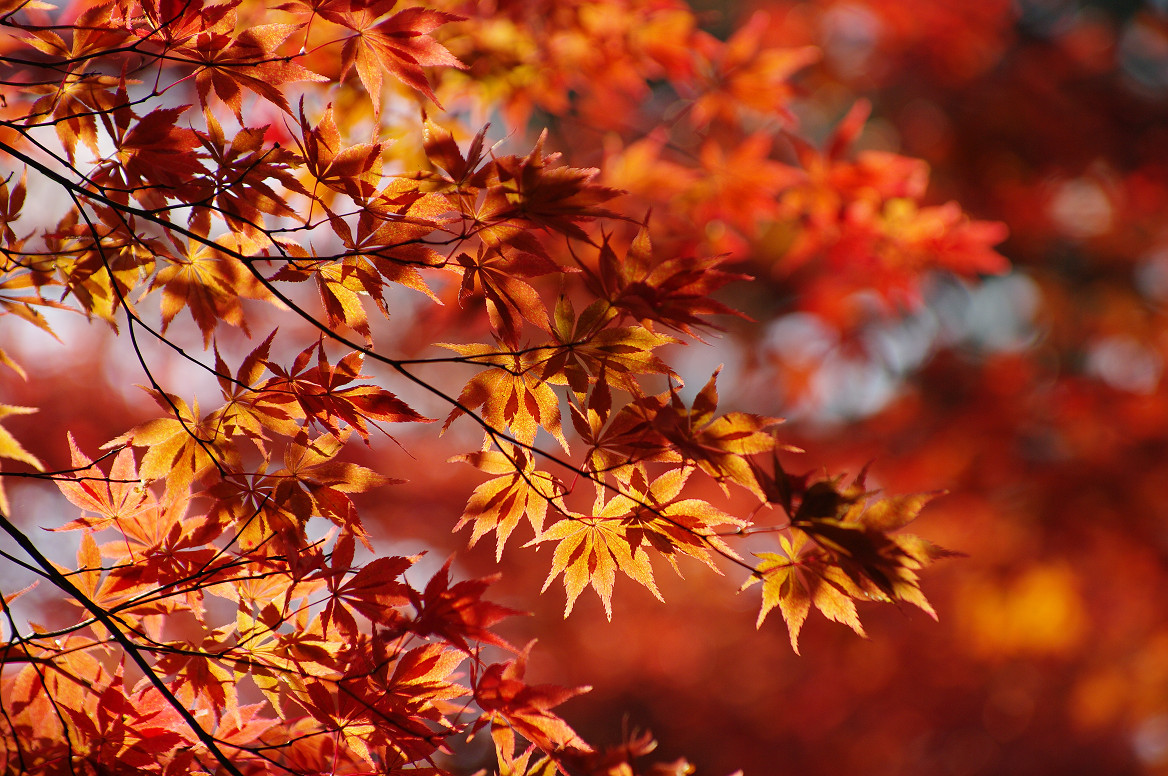 京都の紅葉 2013　〜○○寺〜_f0152550_21485699.jpg