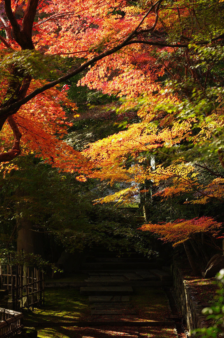 京都の紅葉 2013　〜○○寺〜_f0152550_2149268.jpg