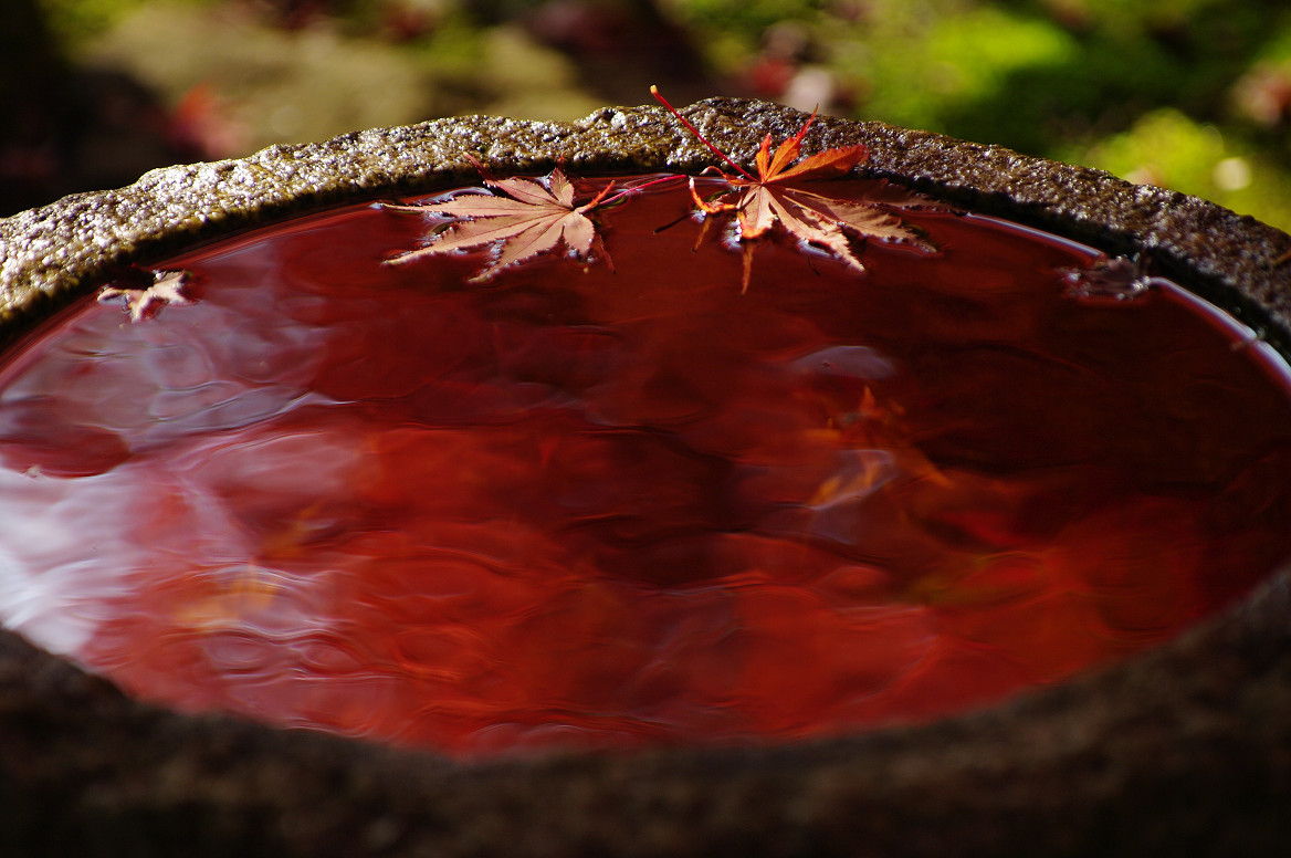 京都の紅葉 2013　〜○○寺〜_f0152550_21494039.jpg