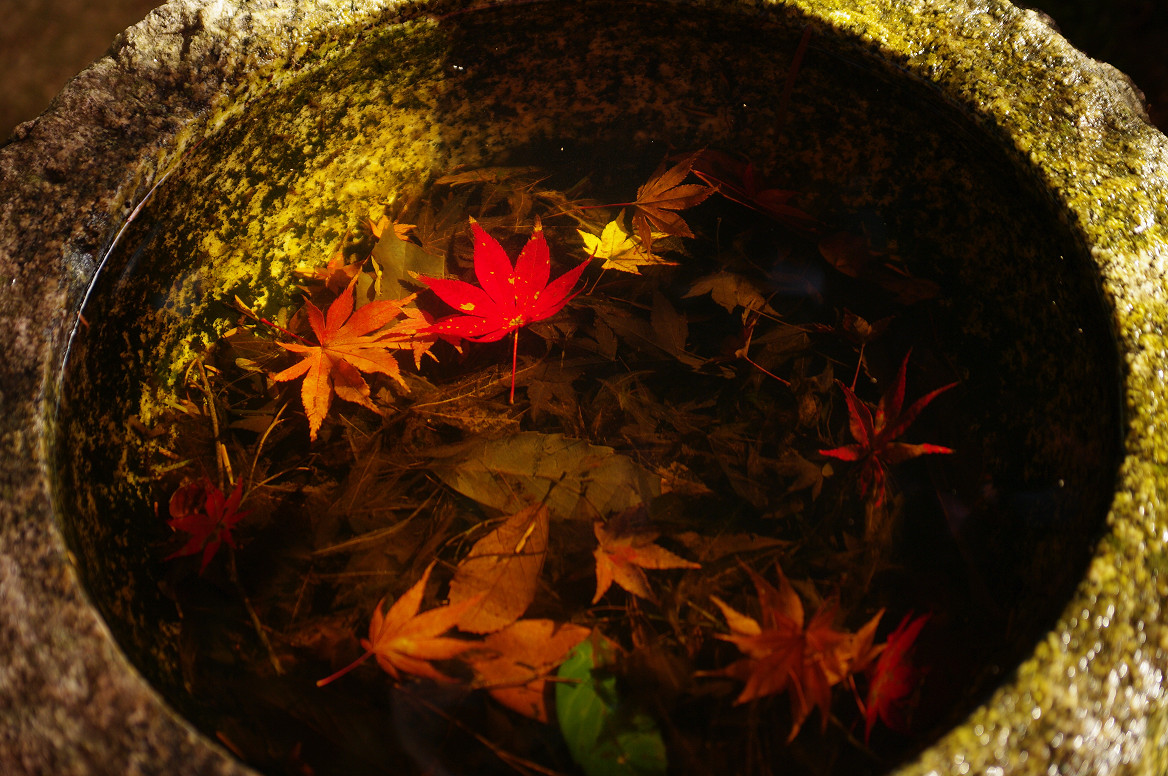 京都の紅葉 2013　〜○○寺〜_f0152550_21502056.jpg