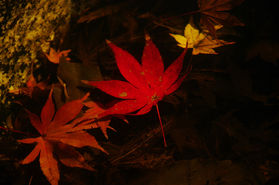 京都の紅葉 2013　〜○○寺〜_f0152550_215072.jpg