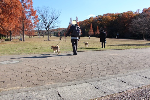 見てて　飽きない柴犬_f0245650_8144367.jpg