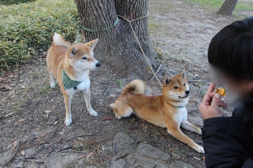 見てて　飽きない柴犬_f0245650_8244527.jpg