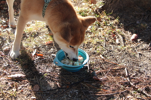 見てて　飽きない柴犬_f0245650_8285599.jpg