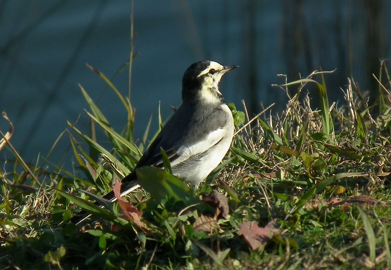 a0018655_20453613.jpg