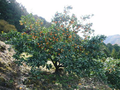 a0254656_17584547.jpg