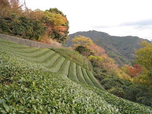 晩秋の高草山・満観峰_d0164761_1052548.jpg