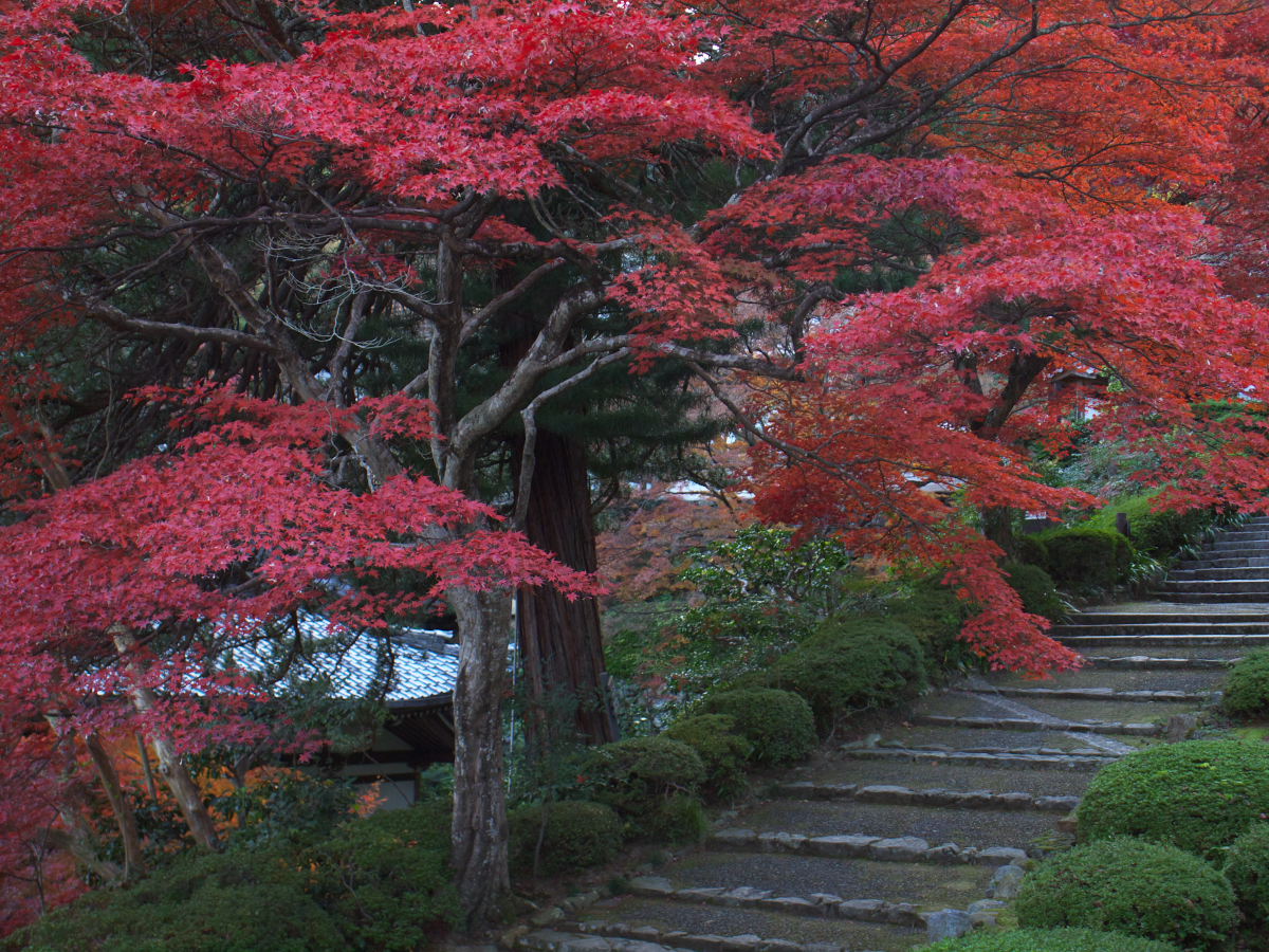 紅葉 2013 <善峯寺>　　　　　　　　　　_f0021869_23114278.jpg