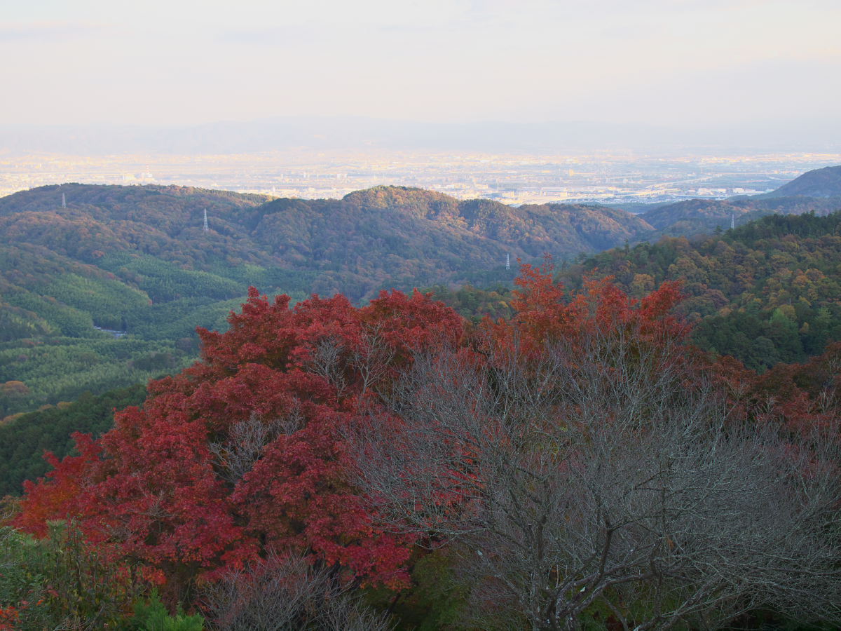 紅葉 2013 <善峯寺>　　　　　　　　　　_f0021869_2393851.jpg