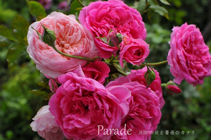 夏の薔薇 パレード ｊｕｄｅの庭と薔薇のカヲリ