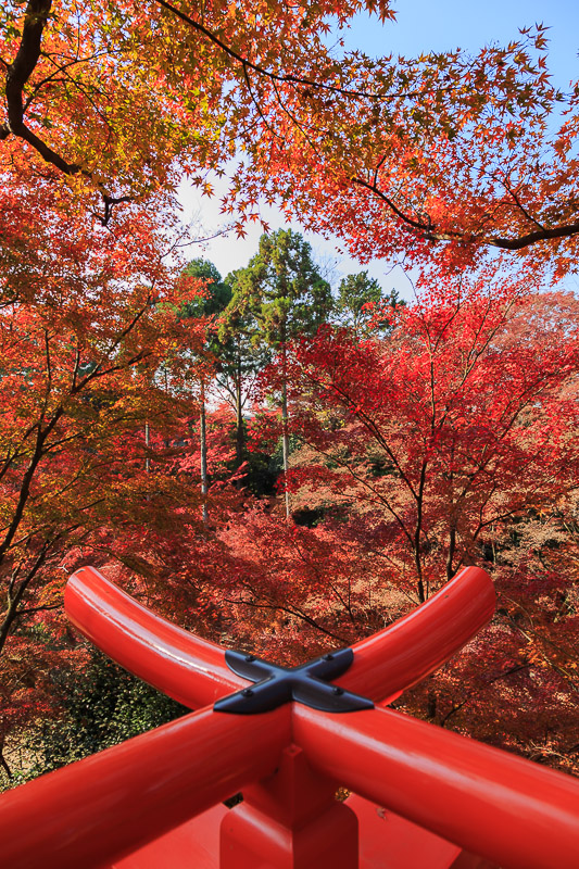 北野天満宮　御土居の紅葉へ_f0224083_22383751.jpg