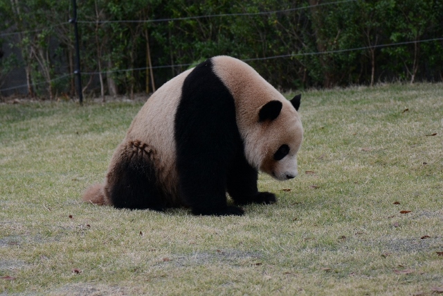 ２０１３年１１月白浜パンダ見隊その１０_a0052986_055260.jpg