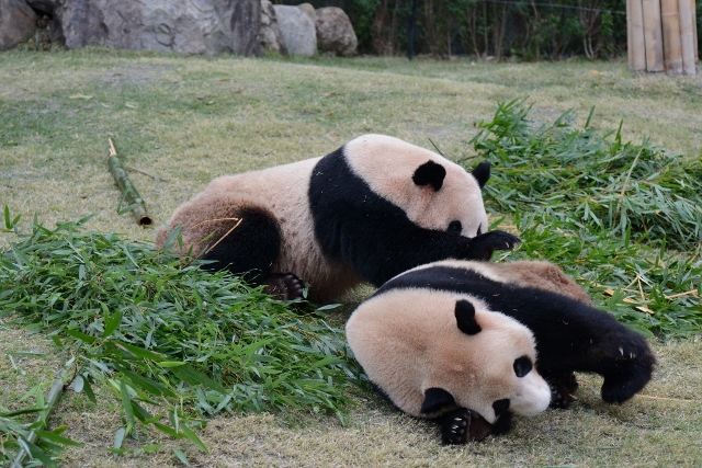 ２０１３年１１月白浜パンダ見隊その１０_a0052986_058234.jpg