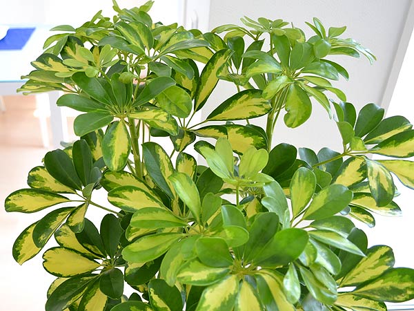 観葉植物!は、もう、室内へ~!子育て!と、一緒!ハハハーー。_d0060693_1851267.jpg