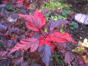 c0117898_1093662.jpg