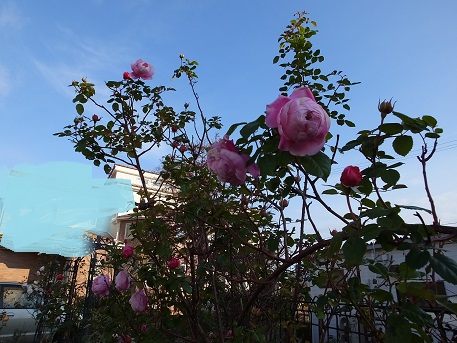 f0179203_2016537.jpg