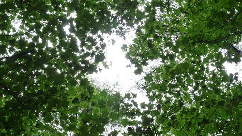 e0070606_591022.jpg