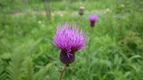 e0070606_592067.jpg