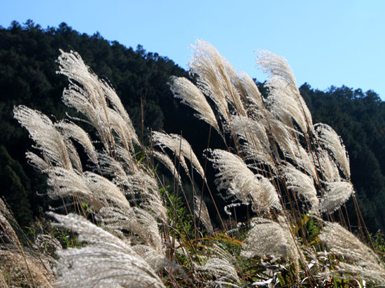 岩倉に冬が_e0048413_20113027.jpg