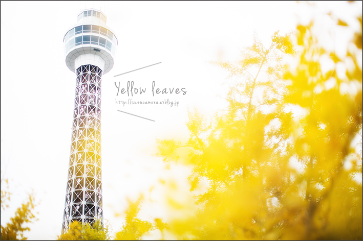 Yellow leaves_f0100215_021481.jpg