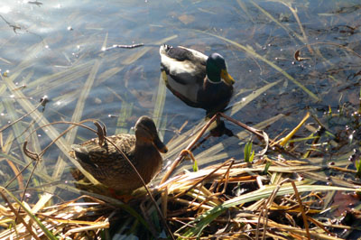 初冬の池のある公園_a0046429_2059465.jpg