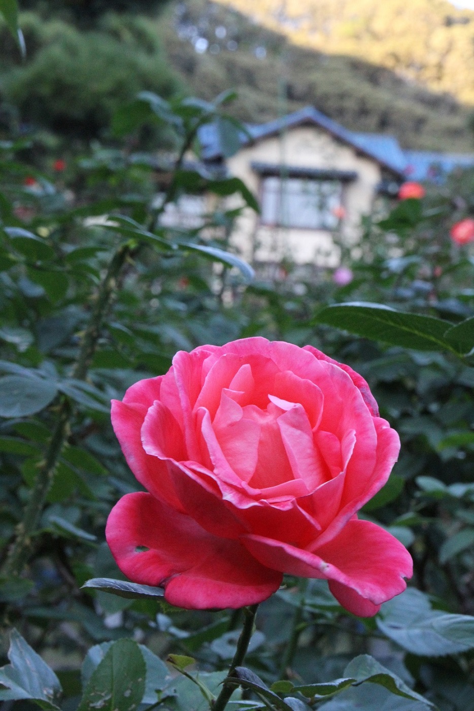 c0183230_1001041.jpg