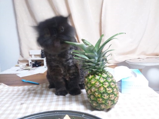 鍋の向こう_d0152937_21234774.jpg