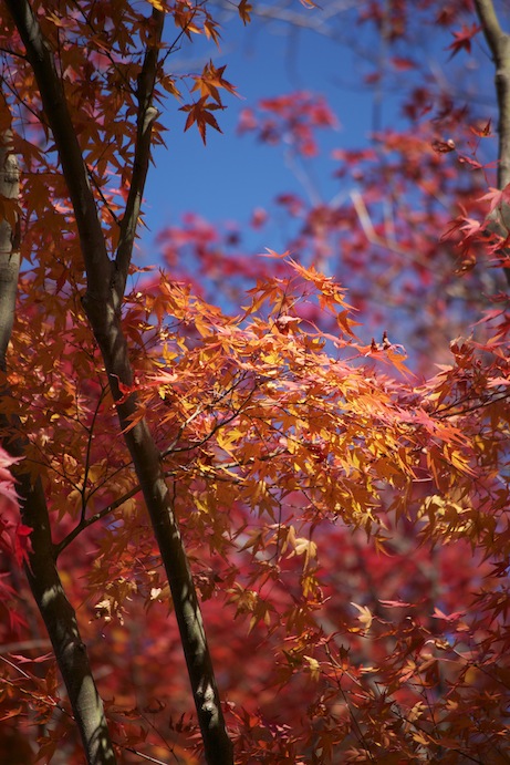 京都まいまい　_d0027244_225957.jpg