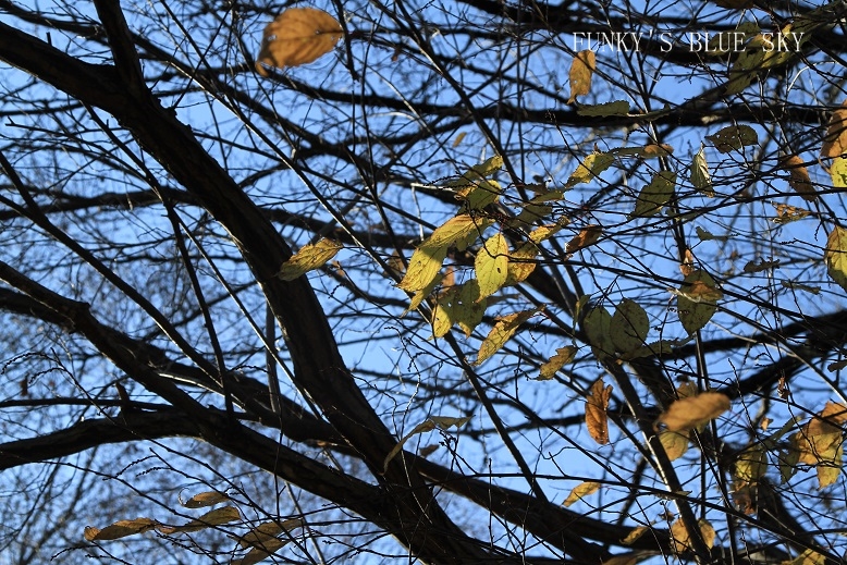 c0145250_95549.jpg