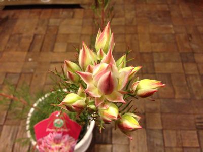 セルリア プリティピンク Flowers 請西東のお花屋さん