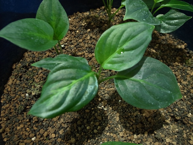 a0067578_42206.jpg