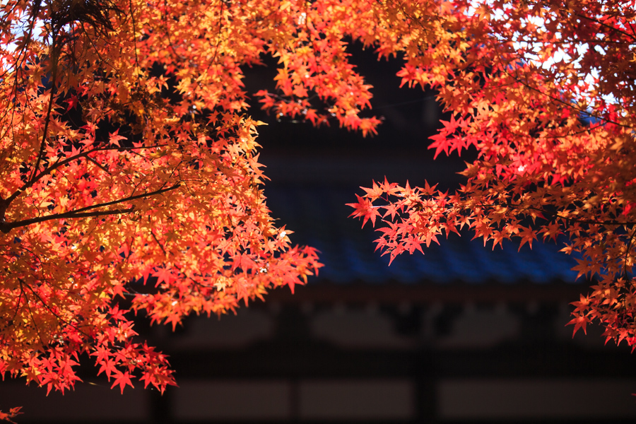 紅葉2013　赤山禅院！_b0128581_2343384.jpg